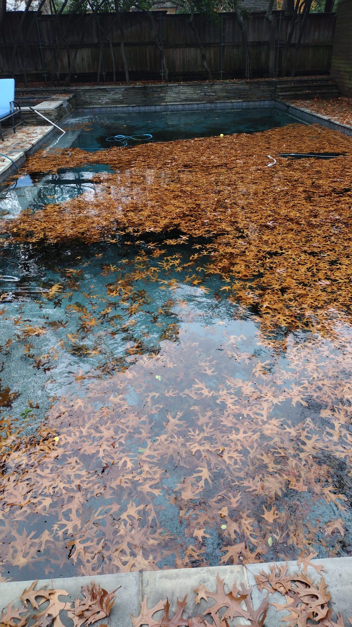 Pool water covered with leaves before pool cleaning